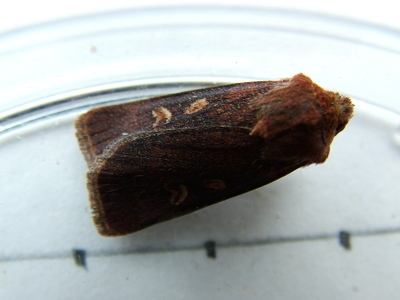 Square-spot Rustic